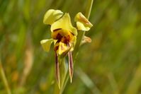 Tiger Orchid - The Block Sanctuary Berringa 