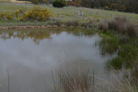 Top Swamp - Berringa Sanctuary 