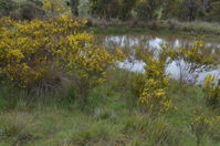 Top Swamp - Berringa Sanctuary 