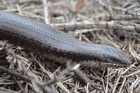 Tree Skink - Scotia A.W.C