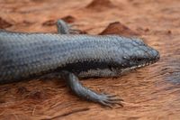 Tree Skink - Scotia A.W.C