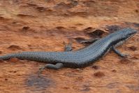 Tree Skink - Scotia A.W.C