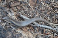 Tree Skink - Scotia A.W.C