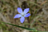 Tufted Bluebell - Berringa Sanctuary