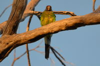 Twenty Eight Parrot - Lake Leschenaultia W.A