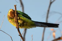Twenty Eight Parrot - Lake Leschenaultia W.A