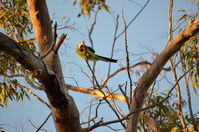 Twenty Eight Parrot - Lake Leschenaultia W.A