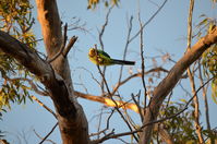 Twenty Eight Parrot - Lake Leschenaultia W.A