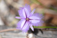 Twining Fringe Lily - Yanchep National Park - W.A