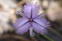 Twining Fringe Lily - Yanchep National Park - W.A