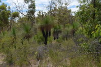 Walyunga National Park - W.A 