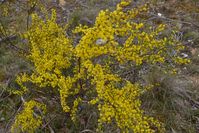 Wattle - Berringa Sanctuary 