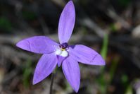 Wax Lip Orchid - The Block Sanctuary Berringa 