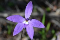 Wax Lip Orchid - The Block Sanctuary Berringa 