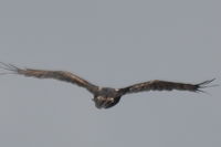 Wedge Tail Eagle - Berringa Sanctuary