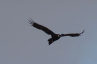 Wedge Tail Eagle - Berringa Sanctuary