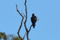 Wedge Tailed Eagle - The Block Berringa