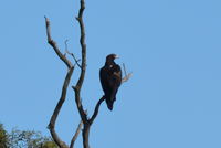 Wedge Tailed Eagle - The Block Berringa