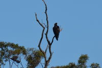 Wedge Tailed Eagle - The Block Berringa