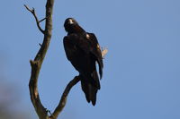 Wedge Tailed Eagle - The Block Berringa