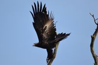 Wedge Tailed Eagle - The Block Berringa