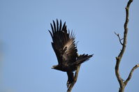 Wedge-tailed Eagle The Block Berringa
