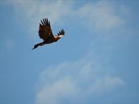 Wedged Tail Eagle - The Block Berringa