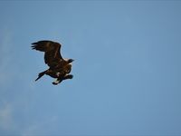 Wedged Tail Eagle being attacked by a Magpie - The Block Berringa