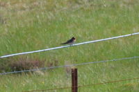 Welcome Swallow - Berringa Sanctuary 