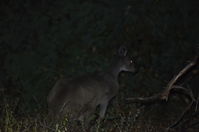 Western Grey Kangaroo - Walyunga National Park 