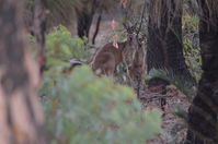 Western Grey Kangaroo - Walyunga National Park 