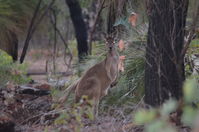 Western Grey Kangaroo - Walyunga National Park 