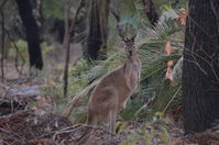 Western Grey Kangaroo - Walyunga National Park 