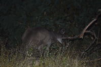 Western Grey Kangaroo - Walyunga National Park 