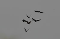 Whislting Kite being harassed by forest ravens- Berringa Sanctuary