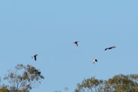 Whistling Kites Cruising Behind Galahs - Pails for Scales Unique Pets