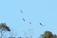 Whistling Kites Cruising Behind Galahs - Pails for Scales Unique Pets