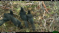 White- Winged Chough  - Berringa Sanctuary 