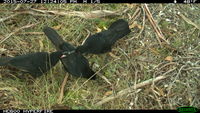 White- Winged Chough  - Berringa Sanctuary 