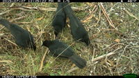 White- Winged Chough  - Berringa Sanctuary 