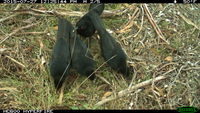 White- Winged Chough  - Berringa Sanctuary 