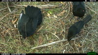 White- Winged Chough  - Berringa Sanctuary 