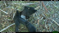 White- Winged Chough  - Berringa Sanctuary 