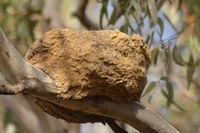 White- Winged Chough nest - Berringa Sanctuary 