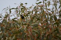 White Eared Honey Eater - The Block Berringa