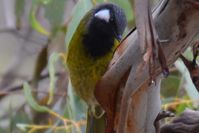 White Eared Honey Eater The Block Berringa