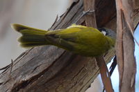 White Eared Honeyeater - The Block Berringa