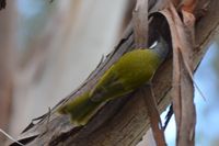 White Eared Honeyeater - The Block Berringa