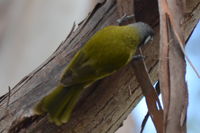 White Eared Honeyeater - The Block Berringa