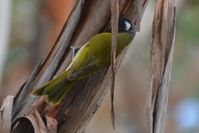 White Eared Honeyeater - The Block Berringa